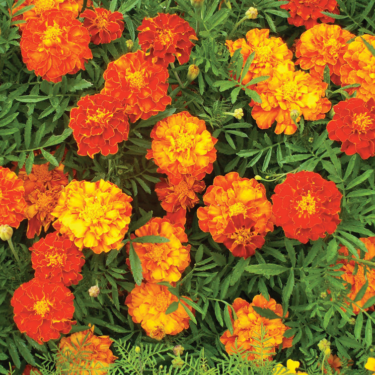 Winston Brands Roll Out Flower Mat Growing Kit Wayfair